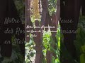 Notre Dame Miraculeuse des Roses de San Damiano en Italie 6 juin 2026