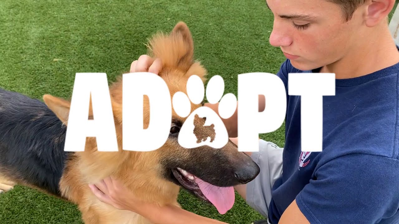 Cassian   Rockwall Adoption