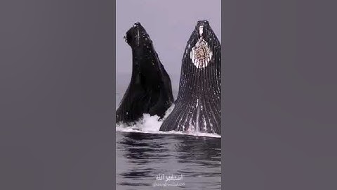 #القرآن_الكريم #قرآن #قران_كريم #تلاوات #تلاوة_خاشعة #اكسبلور #food #رمضان #duet #funny #ترند