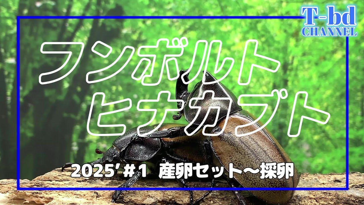 フンボルトヒナカブト2025’＃1