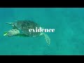Survival Strategies of Sea Turtles in Their Ocean Habitat