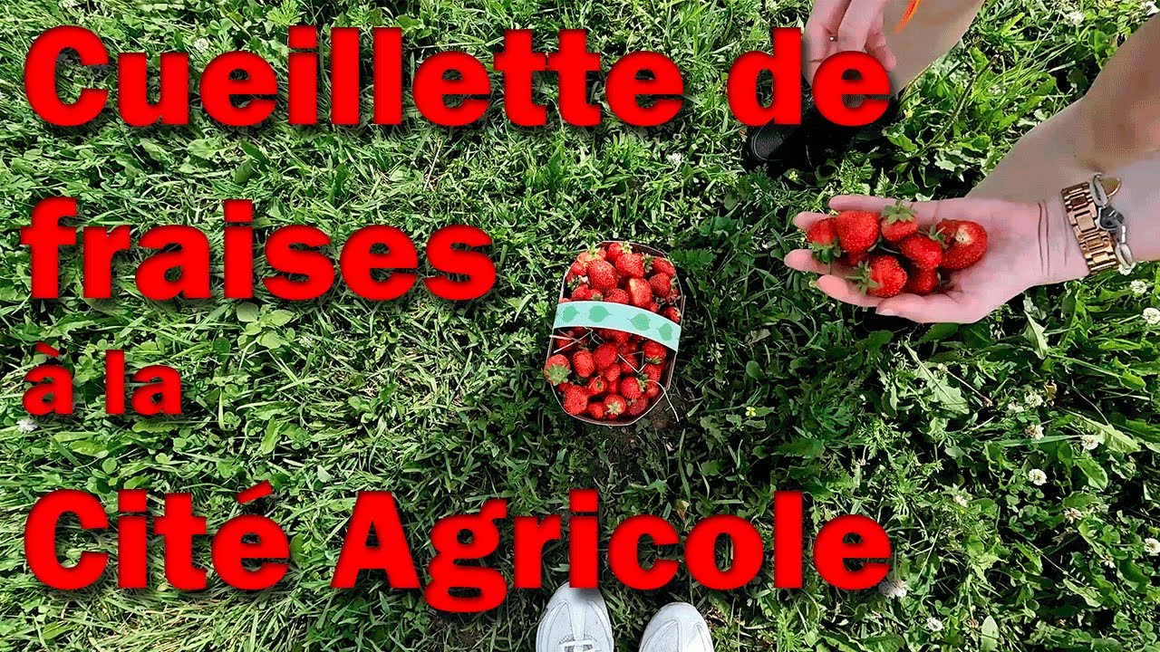 Cueillette de fraises à la Cité Agricole, SaintAugustindeDesmaures