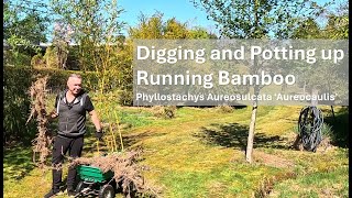 How to dig up Running Bamboo