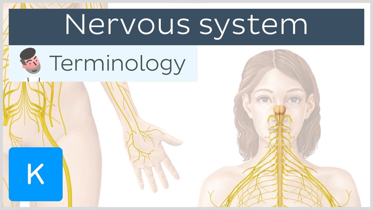 assignment 2.1 nervous system medical terms