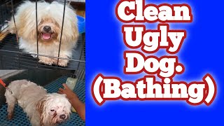 Clean Ugly Dog. Dog Bathing #dog #camvetclinic