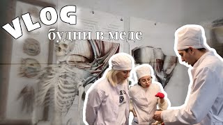 VLOG: будни студента-медика/ циклы в меде/ ОХТА/ учимся на трупах