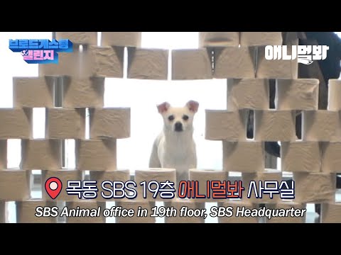 시고르자브종으로 태어나 방송국놈 강아지로 살아간다는 것 [브로드개스팅챌린지 3화]ㅣDog Doing <strong>Dog</strong> Challenges In Broadcast <strong>Center</strong> EP3