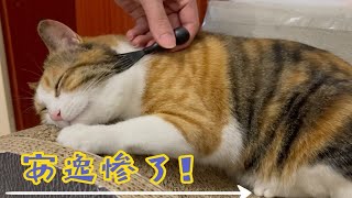 梳子质检猫 | 买了两把梳子，请小咪帮忙鉴定一下舒适度如何。