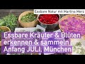 Wildkräuter und -blüten Anfang Juli erkennen & sammeln incl.  Rezeptideen in München