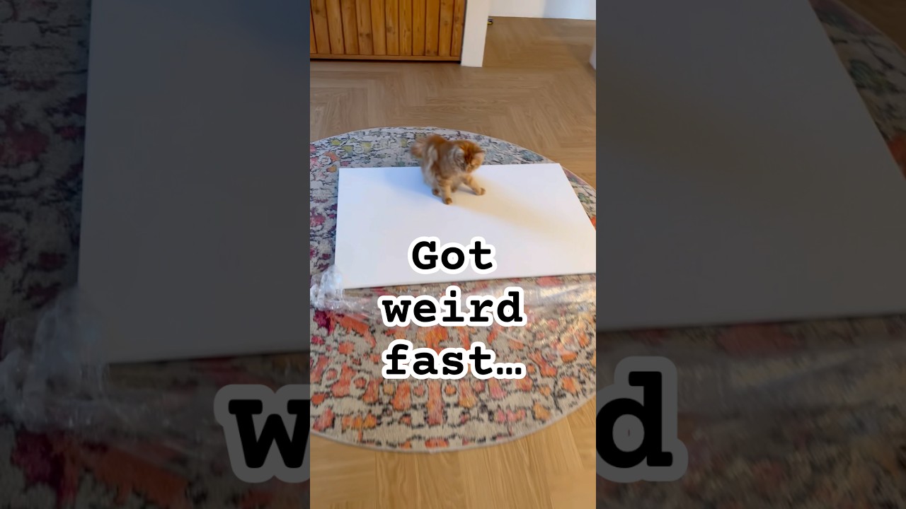 🎨This cat painting got weird fast(Part One) 