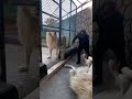 رجل يستطيع دخول بيت الاسود الكبيرة