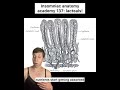 Insomniac anatomy academy 137: lacteals #science #stem #medicine #stemeducation #anatomy