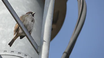 すずめの鳴き声1 Eurasian Tree Sparrow Mp3