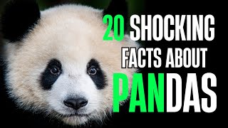 20 Fascinating Facts About Pandas You Need to Know! #pandafacts  #giantpanda #animalfacts #pandas