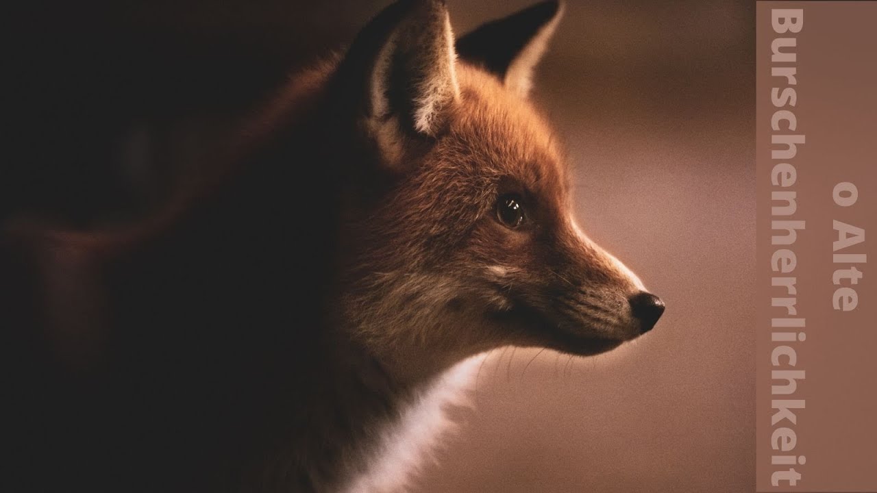 Oh alte Burschenherrlichkeit - Einmal Curry mit Phritten SWR (Synthwave - Korpowave - Varpowave)