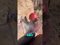 Why Rock Climbers Blow Into Bolt Holes 🔑🧗#shorts #interesting #tech #technology #inventions