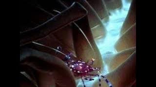 soutus sofwa-berkelah