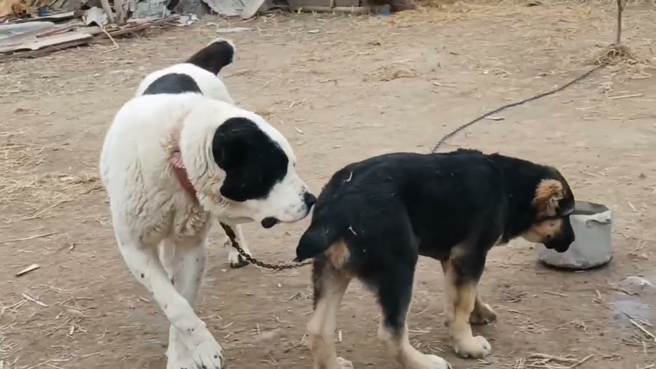 Xorazm #uzbekistan #turkmanistan #qirgizston #urganch #itlari 