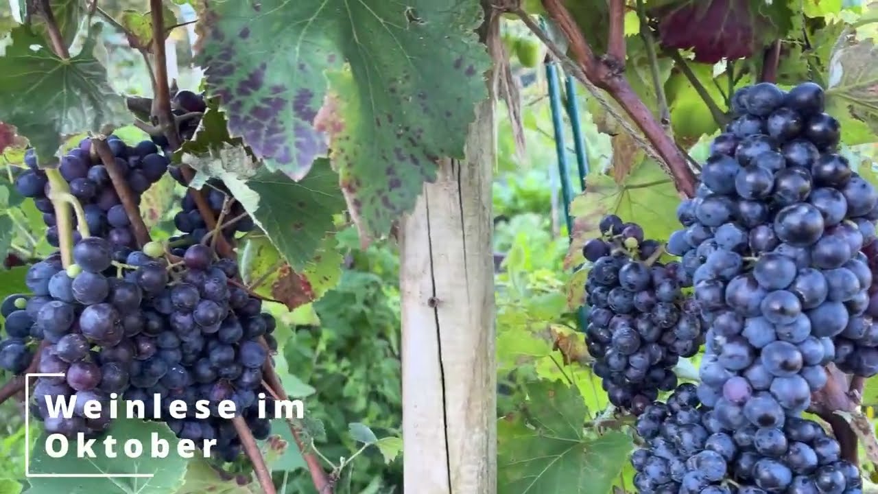 Meine 1 Weinstocklese 2025