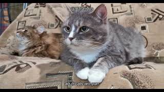 When Do Kittens Start Purring? The Evolution of a Cat's Voice! Unlocking Feline Communication