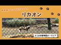 【よこはま動物園ズーラシア】リカオン🐕飼育員のとっておきタイム！