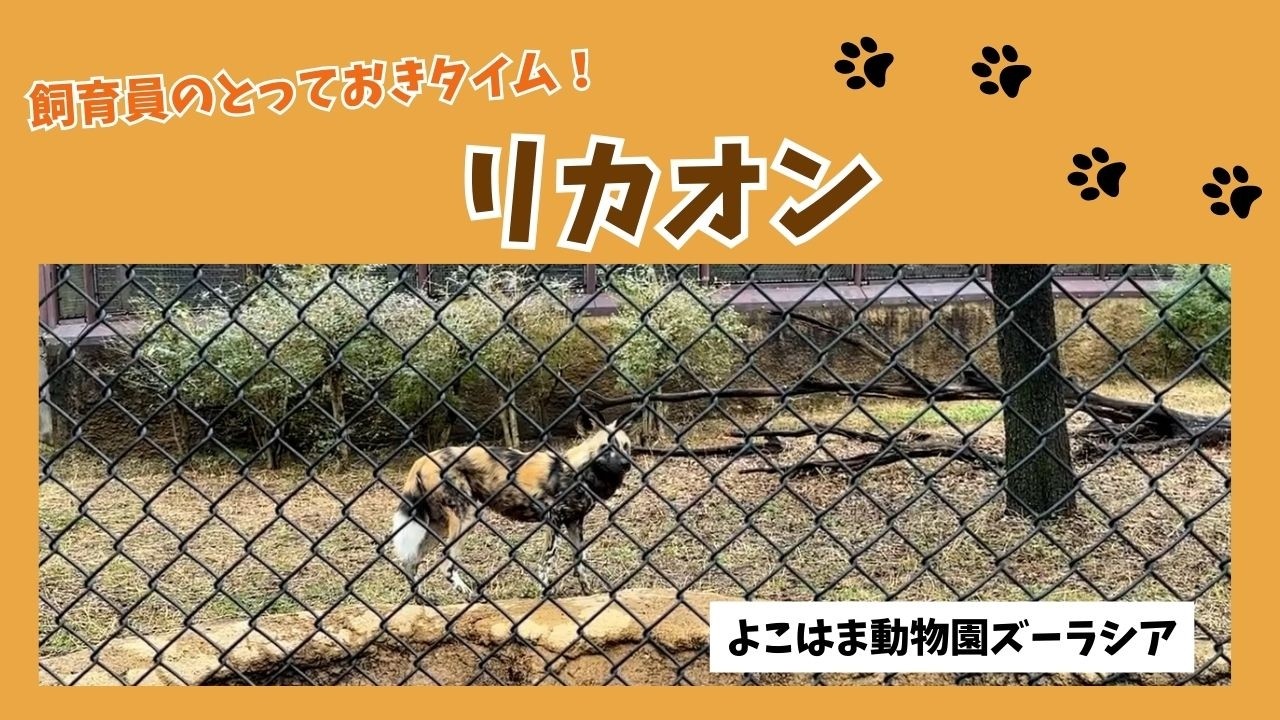 【よこはま動物園ズーラシア】リカオン🐕飼育員のとっておきタイム！