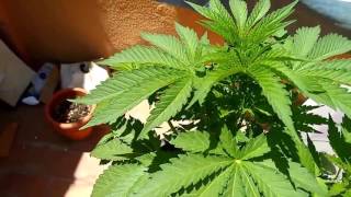 Black Jack (Sweet Seeds): crecimiento en exterior