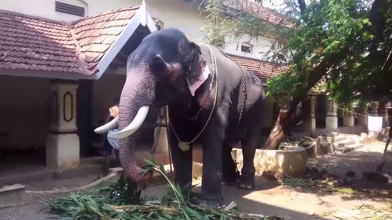 gopanpally pincode Elephant Ookkan Kunju //ആനച്ചന്തം KERALA ELEPHANT PLANET