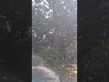 #nature #forest #travel #love #beautiful #youtubeshorts #viralshort #trendingshorts #greenscreen