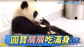 圓寶初嚐竹筍 攀爬征服甜甜圈君 八大民生新聞 2020122316
