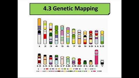 SB015 Chapter 4 Sex linked, Linked Genes and Genetic Mapping