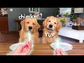 Dog Reviews Food With Grandpa - Part 2 | Tucker Taste Test 14