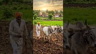 Marathi Farmer Plowing Field with Bullocks | Traditional Maharashtra Farming | Rural India