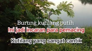 Download Lagu Kutilang putih cantik yang bikin pemancing penasaran