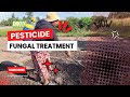Spraying for pests on the pepper and lettuce