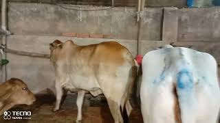 Kilkhana Cow Haat 2022