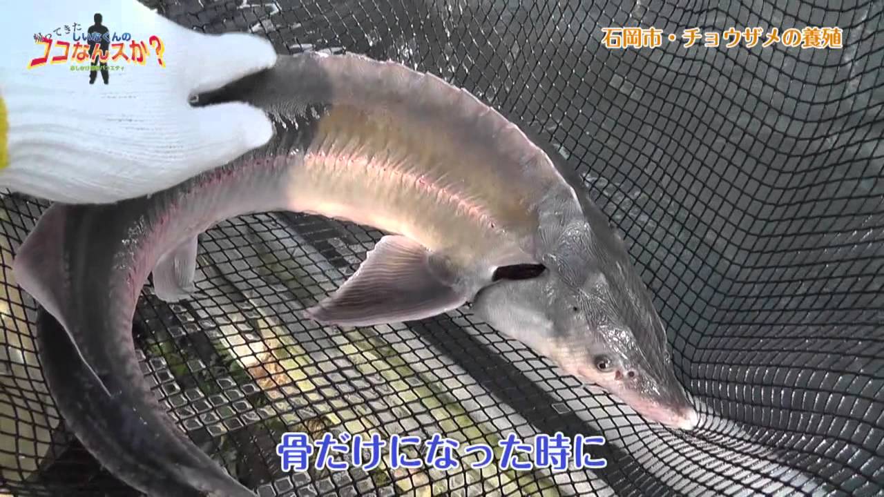 石岡市 チョウザメの養殖 後編 おしかけ情報バラエティ しいなくんのココなんスか 26 Youtube