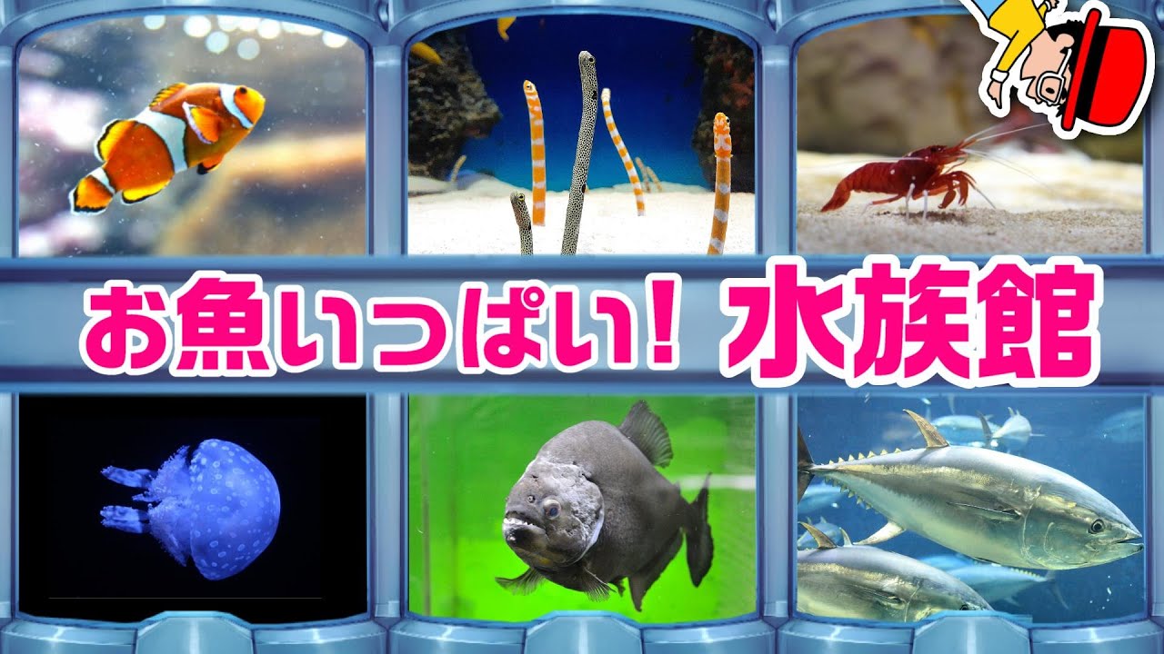 子供が喜ぶ水族館】海の生き物 お魚さんたちが大集合！名前と特徴を