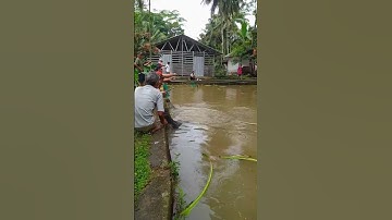 Jadi pengin pegang jorannya #video #mancing #fishing #viral #shorts #trending #fyp