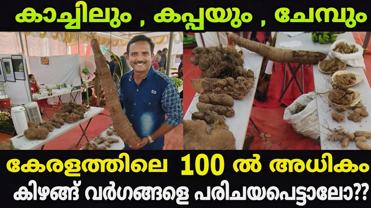 കാച്ചിലും കപ്പയും ചേമ്പും, കേരളത്തിലെ 100 ൽ അധികം കിഴങ്ങ് വർഗങ്ങളെ പരിചയപെട്ടലോ??