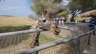 Giraffe Feeding @ The Living Desert Zoo near Palm Springs