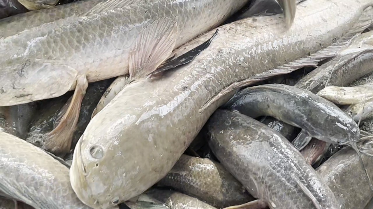 Rare fish living in muddy water