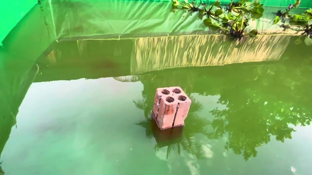 មូលហេតុចិញ្ចឹមខ្យងប័រឆាប់ពង