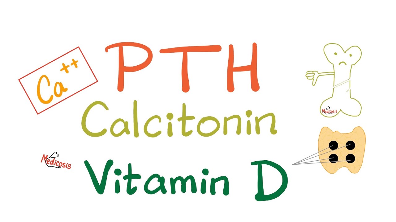 PTH, Calcitonin, and Vitamin D | 1,25-di(OH)-cholecalciferol (Vitamin D) - Calcium & Phosphate