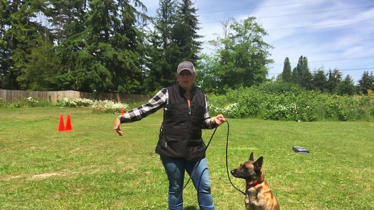 How To Use A Long Line When Training Your Dog YouTube