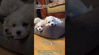 Малюки відкриті для бронювання #bichon #puppy #бішони #doglife #pets #cute