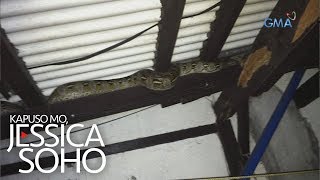 Kapuso Mo, Jessica Soho Malaking Sawa, Natagpuan Sa Kisame Ng Isang Bahay