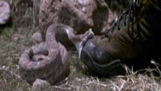Snake Attack-Slow Motion