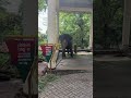 Priyadarsini Konni Elephent Camp