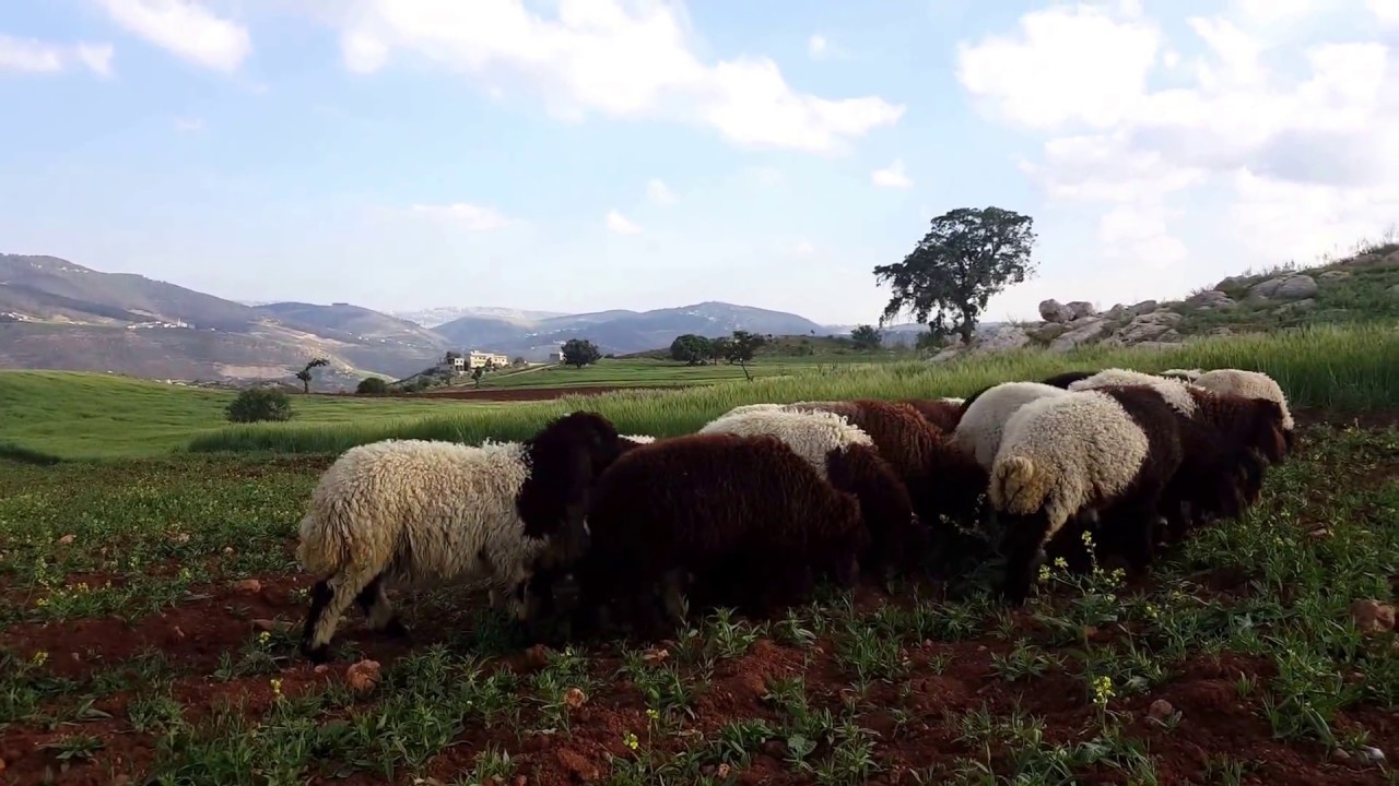 جولة  في ربوع البلقاء